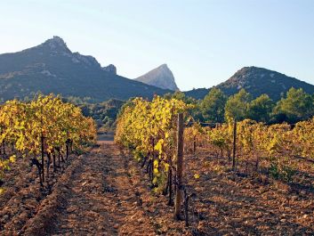 The Pic St.-Loup mountain looms over the vineyards of this Languedoc subregion.                                                                (Robert Camuto)