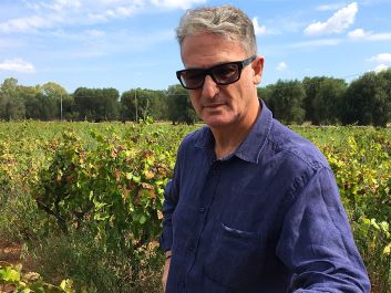 Gianfranco Fino tends his jungle of Primitivo vines in Puglia.                                                                (Robert Camuto)