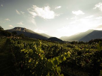 Trentino's high altitude vineyards give wines the nickname Mountain Bubbles