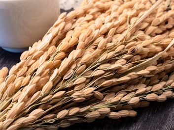 Sakamai, or sake rice, and local water are the keys to making beautiful sake. Every grain of rice contains starches that are converted to sugars and then fermented.                                                                (Toshie Kurosawa/Getty Images)
