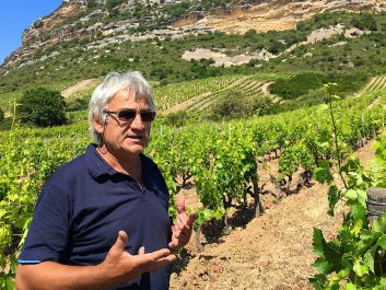Antoine Arena amid the Niellucciu vines in his Carco vineyard                                                                (Robert Camuto)