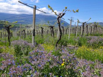 Though set amid stunning scenery, the vineyard that now produces Binomio attracted only the label's partners as bidders in an auction; today it yields Montepulciano reds that earn outstanding and classic scores.                                                                (Courtesy of Binomio)