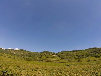 The steeply sloping Calvarino vineyard is largely planted to Garganega, grown there on high trellises, along with Trebbiano di Soave.                                                                (Courtesy of Pieropan)