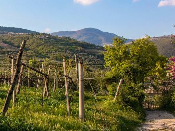 Monte dei Ragni’s pergola-trained vineyards, planted to a traditional mix of local varieties, are farmed biodynamically. Between the rows, owner-winemaker Zeno Zignoli plants dozens of cover crops and plants that are intended to improve vine health.                                                                (Morgan Rich/Courtesy of Polaner Selections)
